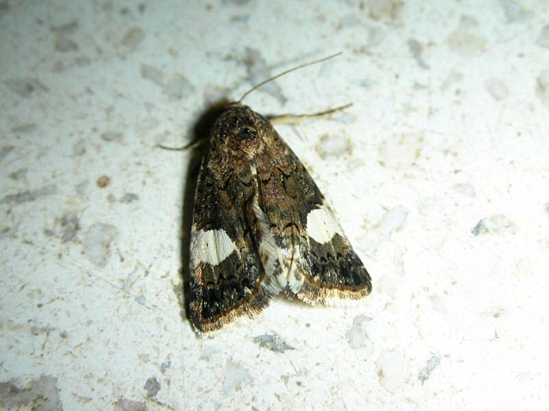 Noctuidae: Tyta luctuosa